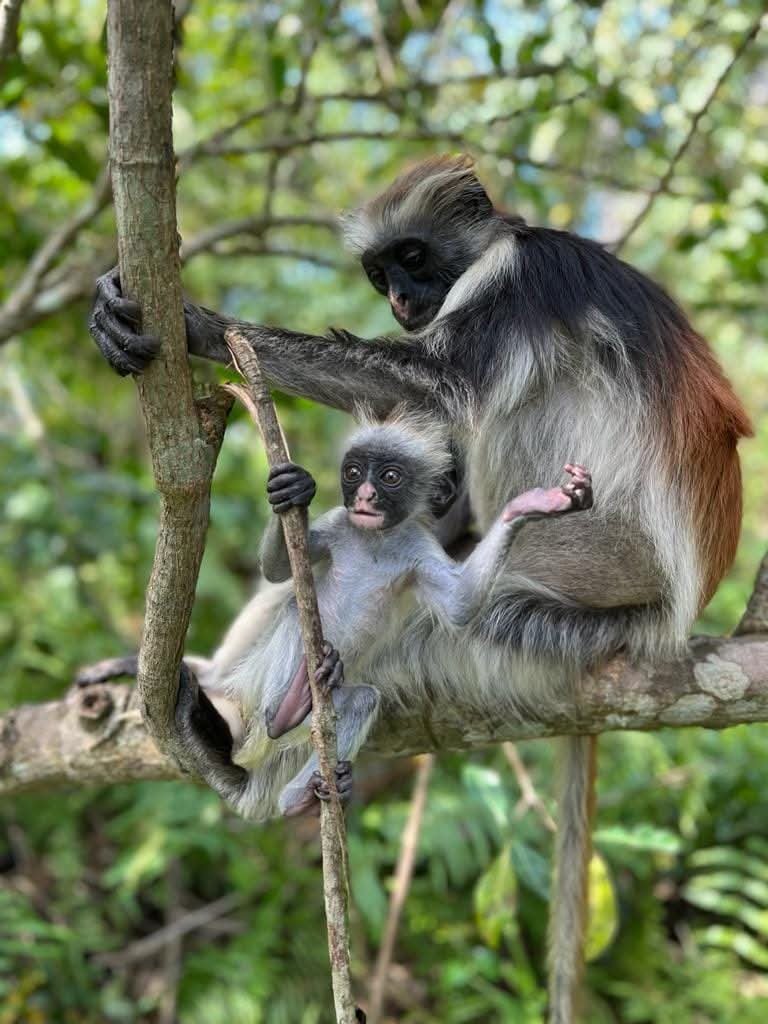 Jozani Forest Zanzibar