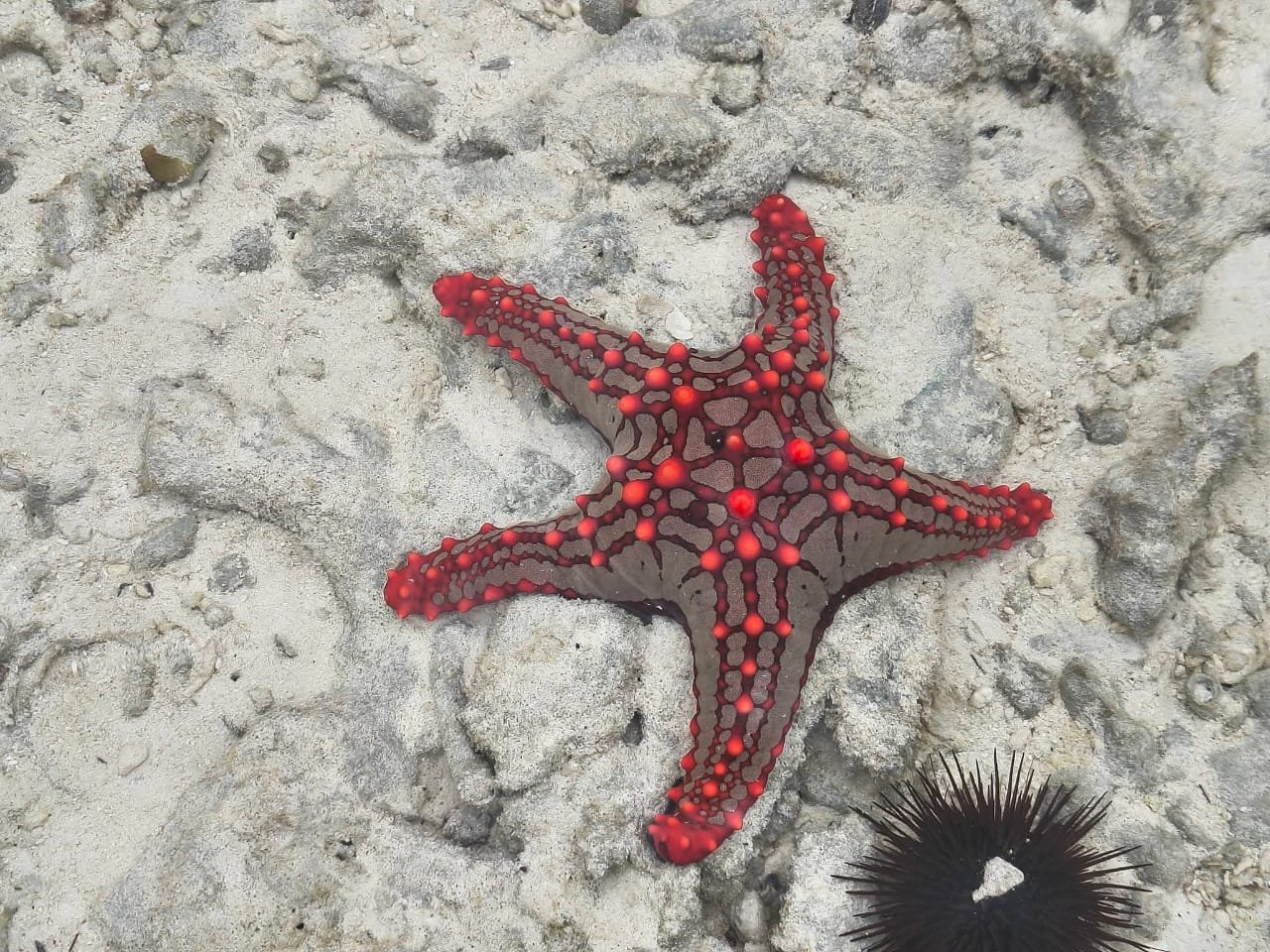 Zanzibar excursion with Antoś