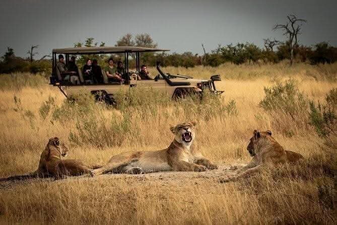 Mikumi National Park Safari