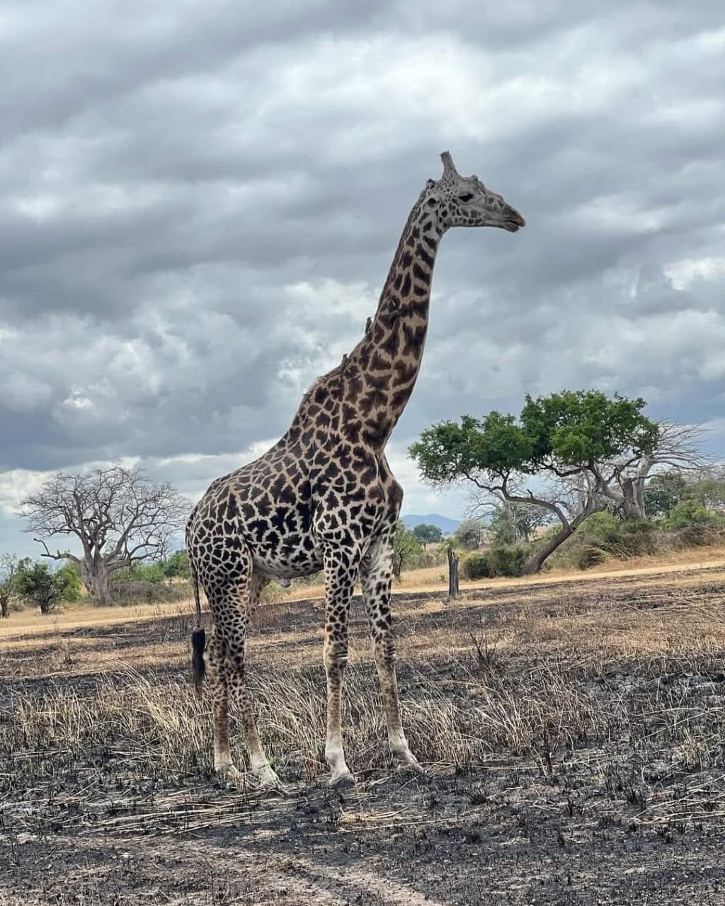 Wildlife in Mikumi National Park